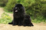 CHOW CHOW 496